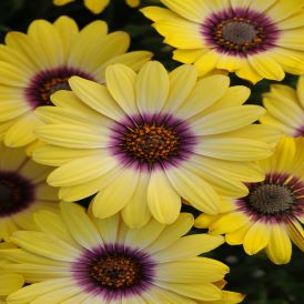 Daisies Category Image