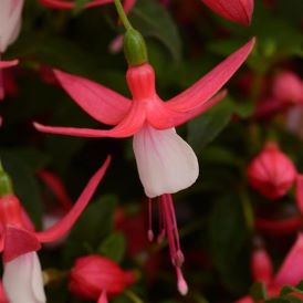 Fuchsia Category Image