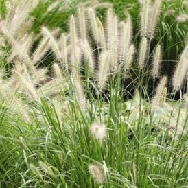 Grasses & Spikes Category Image