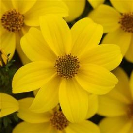 Bidens Category Image