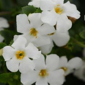 Bacopa Category Image