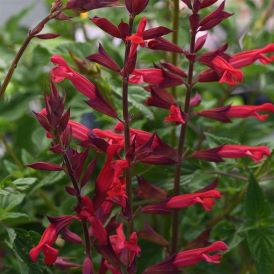 Salvia Category Image