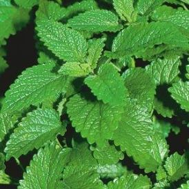 Herbs Category Image