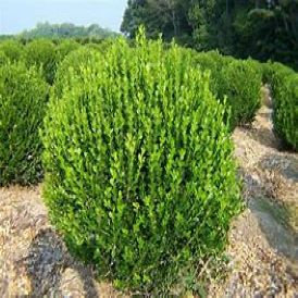Boxwoods Category Image