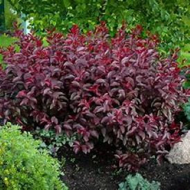 Sand Cherry Category Image