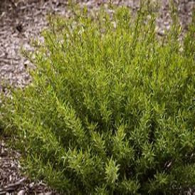 Willows Category Image