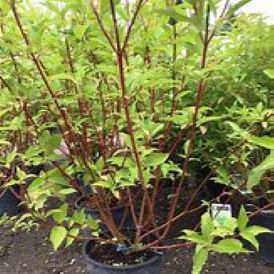 Dogwood Category Image