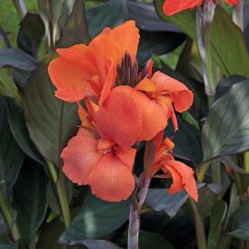 Cannas Category Image