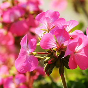 Geranium Category Image