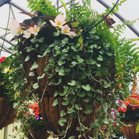 Hanging Baskets & Patio Pots Category Image