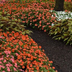 Impatiens Category Image