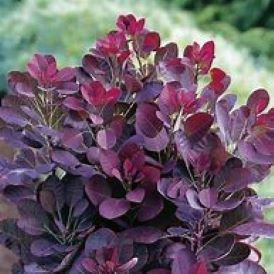 Smoke Bush Category Image