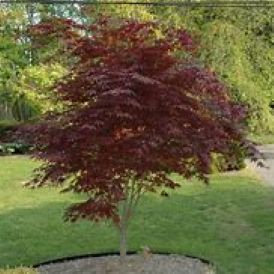 Japanese Maple Category Image
