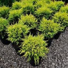 Cypress Category Image