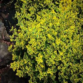 Euonymus Category Image