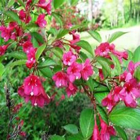 Weigela Category Image