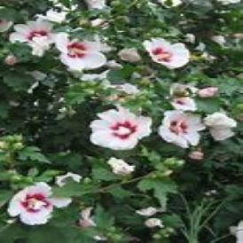 Rose of Sharon Category Image