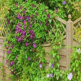 VINES Category Image