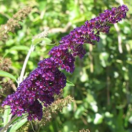Butterfly Bush Category Image