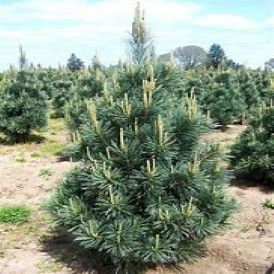 Pine Category Image