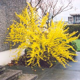 Forsythia Category Image