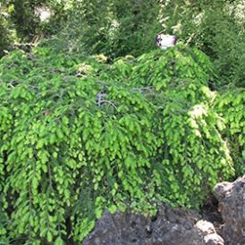 Hemlock Category Image