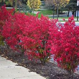 Burning Bush Category Image