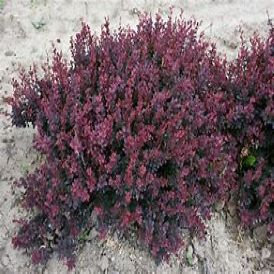 Barberry Category Image
