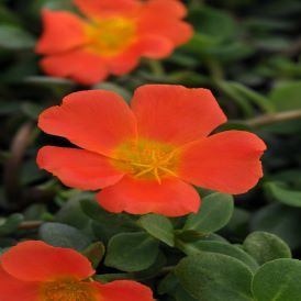 Portulaca Category Image