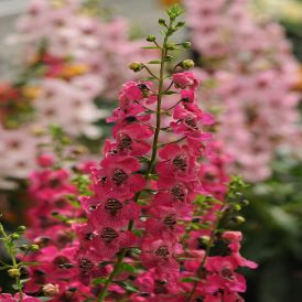 Angelonia Category Image