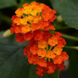 Lantana Category Image