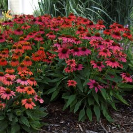 Echinacea Category Image