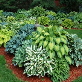 Hosta Category Image