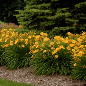 Daylily Category Image