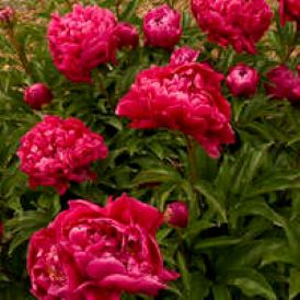 Peony Category Image