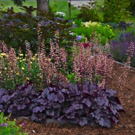 Coral Bells Category Image