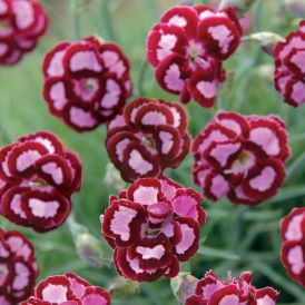 Dianthus Category Image