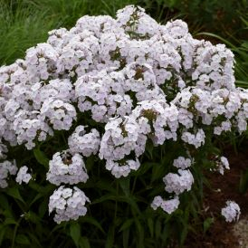 Phlox  Category Image