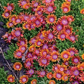 Ice Plant Category Image