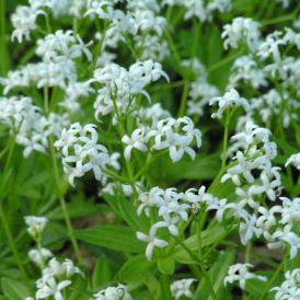 Sweet Woodruff Category Image