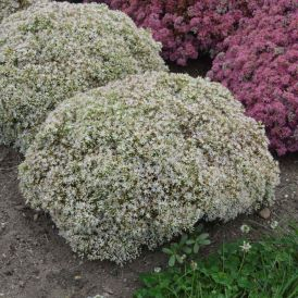 Sedum Category Image