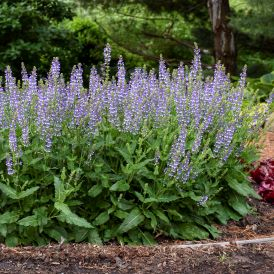 Salvia Category Image