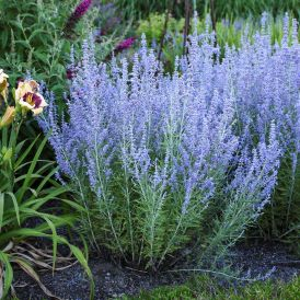 Russian Sage Category Image