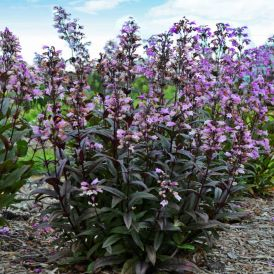 Penstemon Category Image