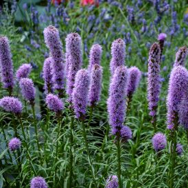 Liatris Category Image