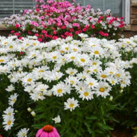 Daisies Category Image