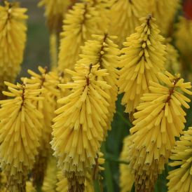 Red Hot Poker 'Gold Rush' Kniphofia Product Image