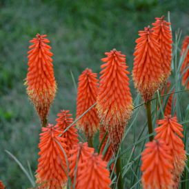 Red Hot Poker 'Joker's Wild' Kniphofia Product Image