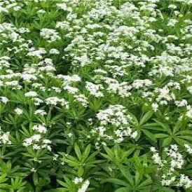 Sweet Woodruff - Galium Odoratum Product Image