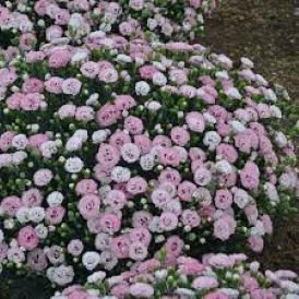 Dianthus - 